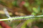 Hairy umbrella sedge